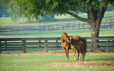 All the Pretty Horses